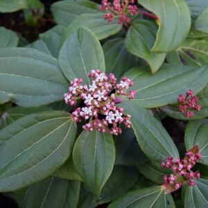 Viburnum davidii 15-20 cm